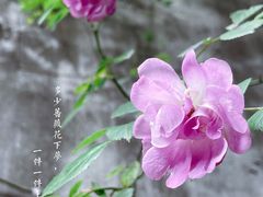-艺圃