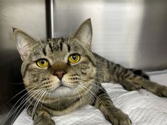 -纳吉亚猫专科动物医院博雅分院