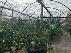 -前小桔亲子创意农场·草莓采摘·露营烧烤