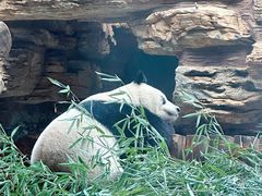 -石家庄市动物园