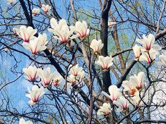 -新虹桥中心花园