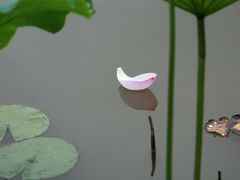 -陈家山荷花公园