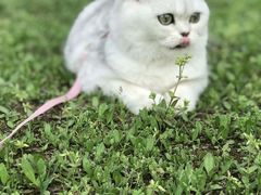 -喵zoo家庭繁育猫舍(尖东智能花园店)