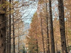 -白水寺森林公园