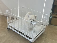 -翊宠yipet猫狗购宠庄园犬舍•猫舍