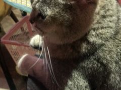 -猫色咖啡·猫咖