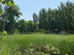 -东郊湿地公园
