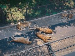 -大连森林动物园