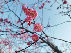 -香雪海