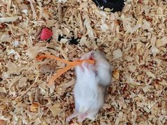 -怪兽屋·羊驼·猫咖·狗咖(俊华广场店)