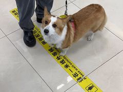 -北京观赏动物医院·24小时大型综合·猫专科·异宠专科