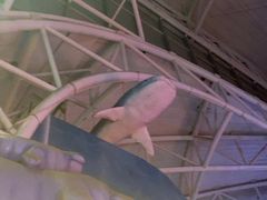 -烟台海昌鲸鲨海洋公园