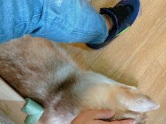 -Husky Go! 哈士奇体验馆·宠物咖啡厅狗咖