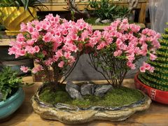 -双季花艺园艺市场(浦东店)