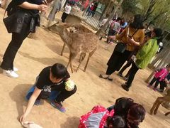 -五龙山野生动物王国