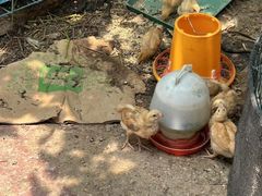 -马陆小张葡萄园农家乐