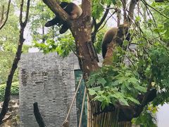 -都江堰中华大熊猫苑