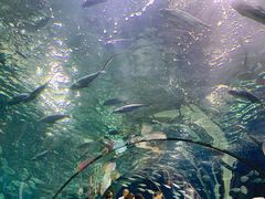 -上海海洋水族馆