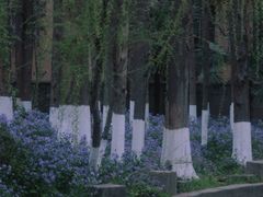 -南京古林公园