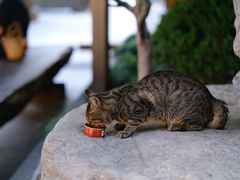 -龙华素斋(龙华路店)