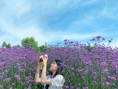 -紫颐香薰山谷景区