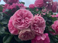 -徐家汇源景区-衡山公园