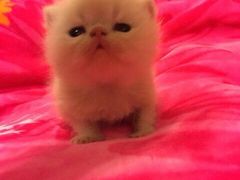 android_upload_pic-爱宠屋pet shop·宠物洗澡·宠物美容