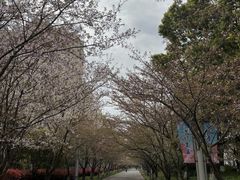 -高东镇樱花园