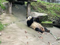 -都江堰中华大熊猫苑