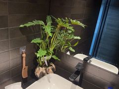 -泰·菩提树下[泰式按摩x精油SPAx肩颈头疗](新景店)
