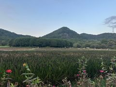 -八卦田遗址公园