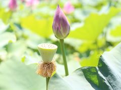 -莲花池公园
