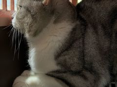 -中农国际动物医院24小时·猫科·骨科·急重症中心