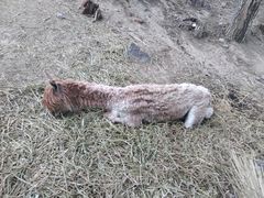 -新疆天山野生动物园