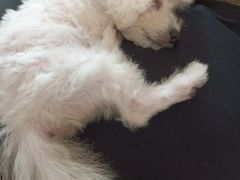 -翊宠yipet猫狗购宠庄园犬舍•猫舍