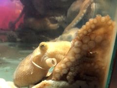 -V-ONE西雅图海鲜自助餐厅(仓山万达广场店)