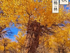 -金塔沙漠胡杨林景区