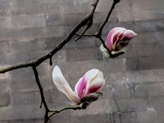 -东华门大街小区