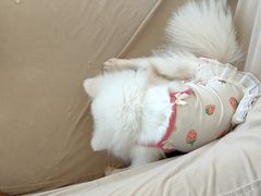 -怪兽屋·羊驼·猫咖·狗咖(俊华广场店)