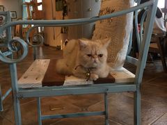 -共舞时光猫咖·狗咖(新街口店)