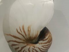 -青岛贝壳博物馆