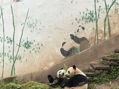 -中国大熊猫保护研究中心雅安碧峰峡基地