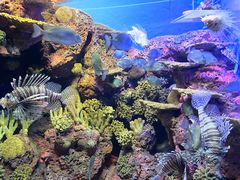 -上海海洋水族馆