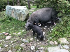 -硗碛藏寨·神木垒景区