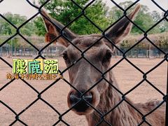 -北京麋鹿生态实验中心