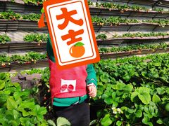 -大自然农场蔬菜草莓采摘园