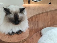 -有猫主题·治愈系猫咖(曾厝垵店)