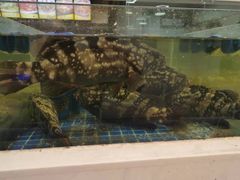 -大众海鲜(巨龙北路店)
