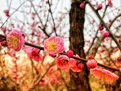 -香雪海
