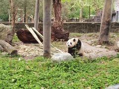 -都江堰中华大熊猫苑